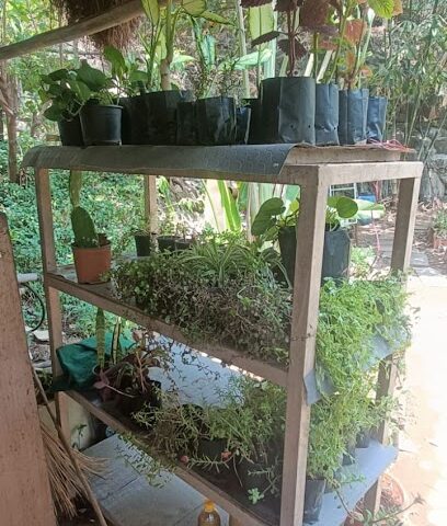 UrbanSoil Nursery & Garden Center